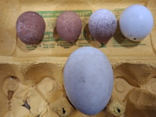 5 replica Birds eggs of Prey Red footed Falcon x 3 Step eagle Red eagle Owl