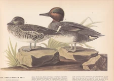 Audubon 1942 Vintage Birds #228 "Green Winged Teal" Full Color Art Plate Litho