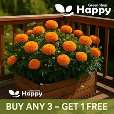 African Marigold Sierra Orange - 300 Seeds - Very Large
