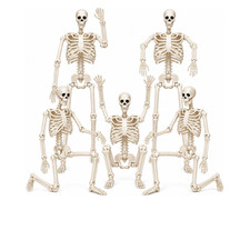Halloween Skeletons Decorations 16 Inch Plastic Posable Skeletons 5 Pack for