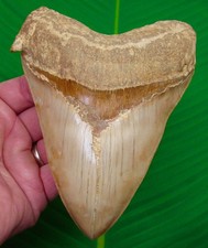 5.72 “ MEGALODON Shark Tooth Real Fossil w/ DISPLAY STAND  - INDONESIAN