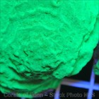 Corals of Eden ~ WYSIWYG Live Coral Frag ~ Kryptonite Leptoseris Coral SPS — photo 5