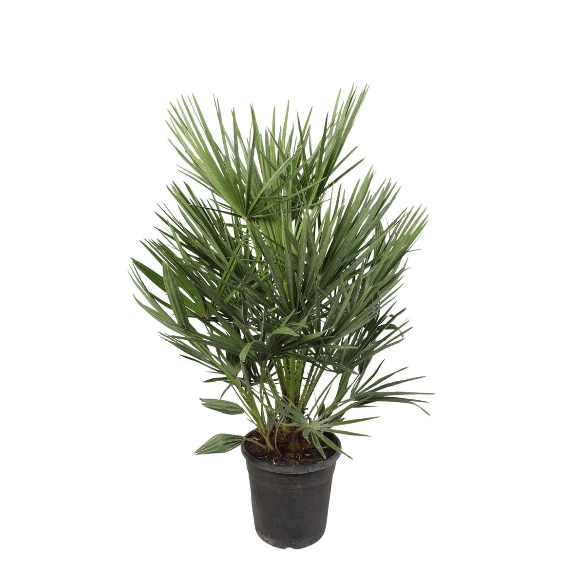 compo expert floranid twin turf COMPO EXPERT Super Floranid® Twin Turf BS – Düngerprofi24 main image 1