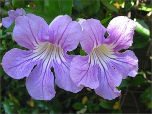 Organic Live Usa Violet Trumpet Vine Clytostoma Callistegioides