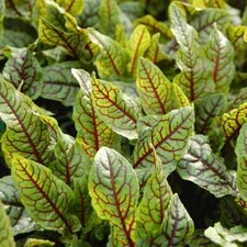 Red Veined Sorrel Seeds | Heirloom / Non-GMO | Free Shipping | Herb Seeds | 1162