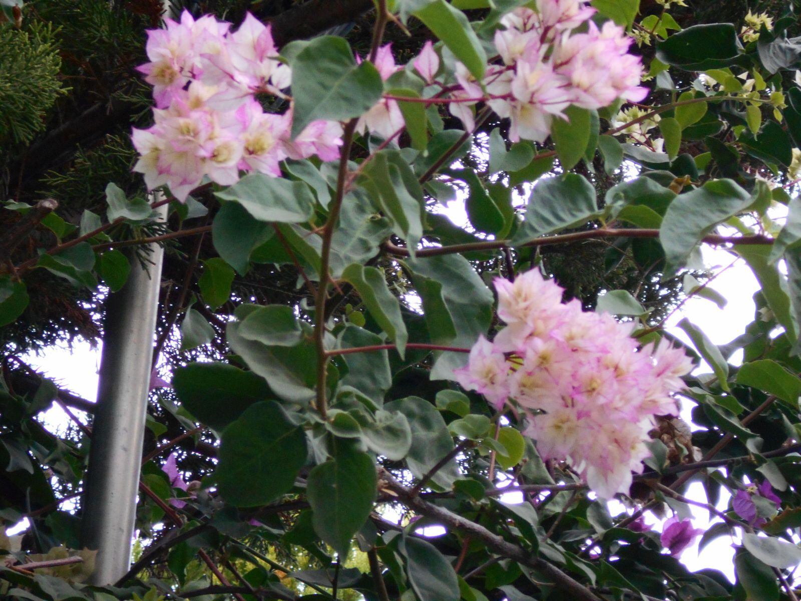Bougainvillea Limberlost Beauty paire d'arbustes grimpants de collection aux fleurs doubles