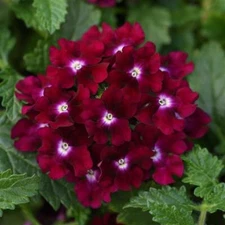 50 Magenta Verbena Seeds Flower Seed Spring Perennial Flowering Blooms USA 253  