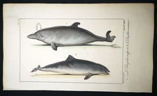 1834,P.L.OUDART ORIGINAL ENGR. FINE ANTiQUE WATERCOLOURING ON DOLPHINS Y1W