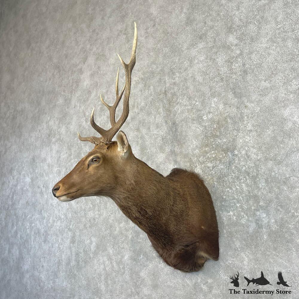 27615 P Sambar Deer Taxidermy Shoulder Mount For Sale eBay