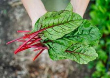 Rhubarb Swiss Chard Seeds, Bright Red, NON-GMO, Heirloom, FREE SHIPPING