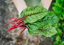 Rhubarb Swiss Chard Seeds, Bright Red, NON-GMO,  Heirloom, FREE SHIPPING