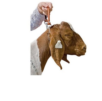 pronged goat collar
