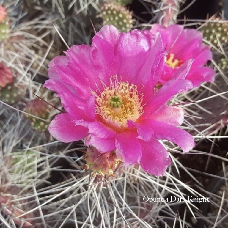 Opuntia 'Candy Top' Prickly Pear Cactus - One Unrooted Cactus Pad Cutting |  eBay