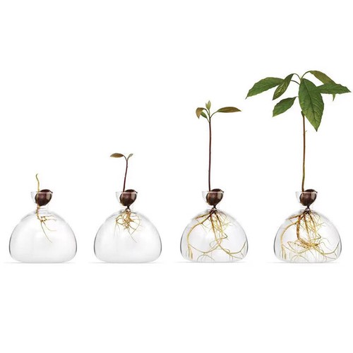 1x Glass Vase Transparent Vase Avocado Seed Starters Vase Home Indoor Desk Decor - Picture 13 of 19