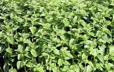 800 Oregano Vulgare Seeds Herb Spice Italian Culinary Herb Seeds
