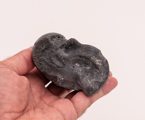Solid Fossil Bison Astragalus Ankle Bone Venice, FL - Picture 5 of 5