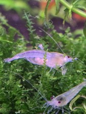 10 2 Snowball Shrimp Live Neocaridina Freshwater Aquarium Shrimp