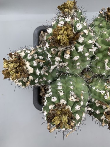 Copiapoa montana Chile 8 Köpfe Topf 18 cm schwarze weiße Stecker Asche Selten Erwachsene - Bild 4 von 6