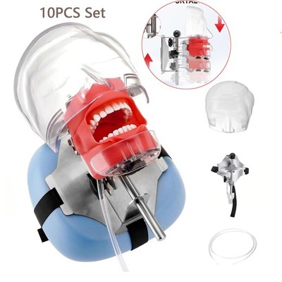 10PCS Dental Simulator Dental Teaching Model Dental Mannequin Dental Teeth Model