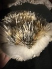 Harry Potter and the Cursed Child Owl Plush Stuffed, Harry Potter,  exclusive — photo 8