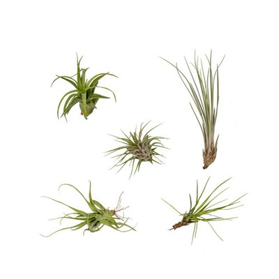 Tillandsia Air Mix   Everspring   5 Stück   Ø 6 cm   pflegeleichte Luftpflanzen