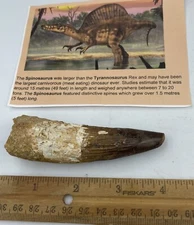 Spinosaurus 3.76” T00TH  Dinosaur F0SSIL before T Rex Cretaceous A401