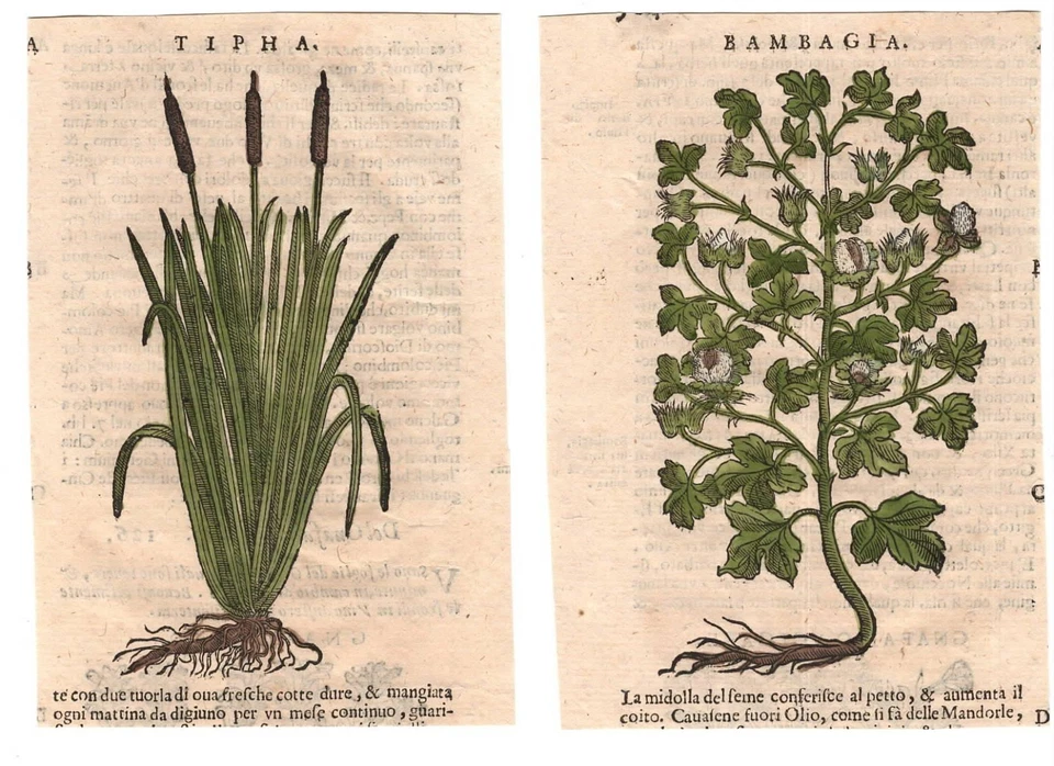 Stampe antiche ERBARIO MATTIOLI MATTHIOLI LOTTO 10 INCISIONI 1645 Antique print - Immagine 4 di 4