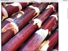 FRESH ORGANIC HEIRLOOM RED SUGARCANE THREE CUTTINGS
