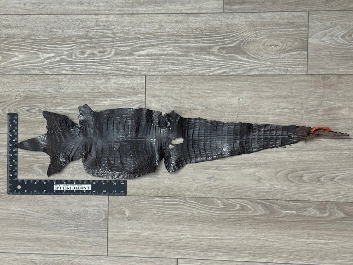 Low Grade Brown Caiman Crocodile belly Hide Leather Skin real alligator Croc 851