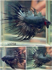 Male Betta Live Fish - Crown Tail Orchid Halfmoon - LV259 - High Quality A+*