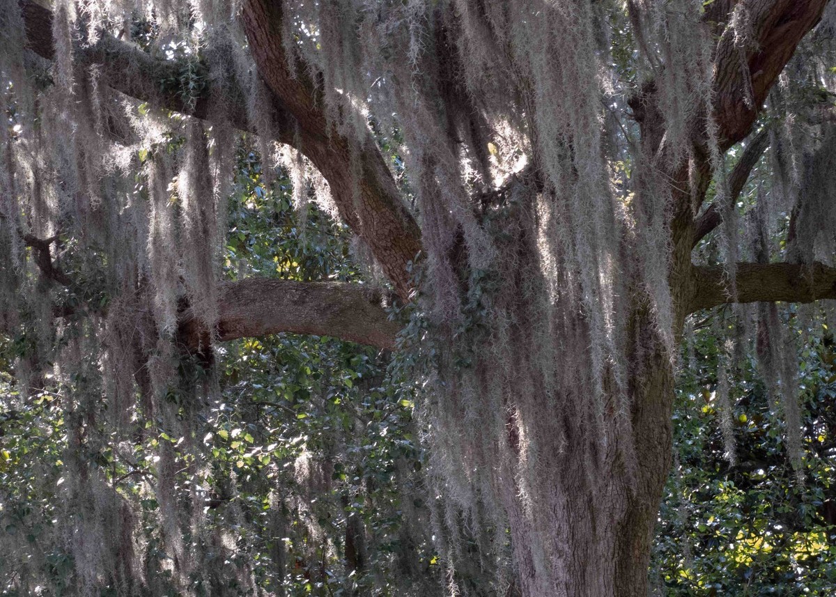 Spanish Moss In Flower Arrangements Best Flower Site