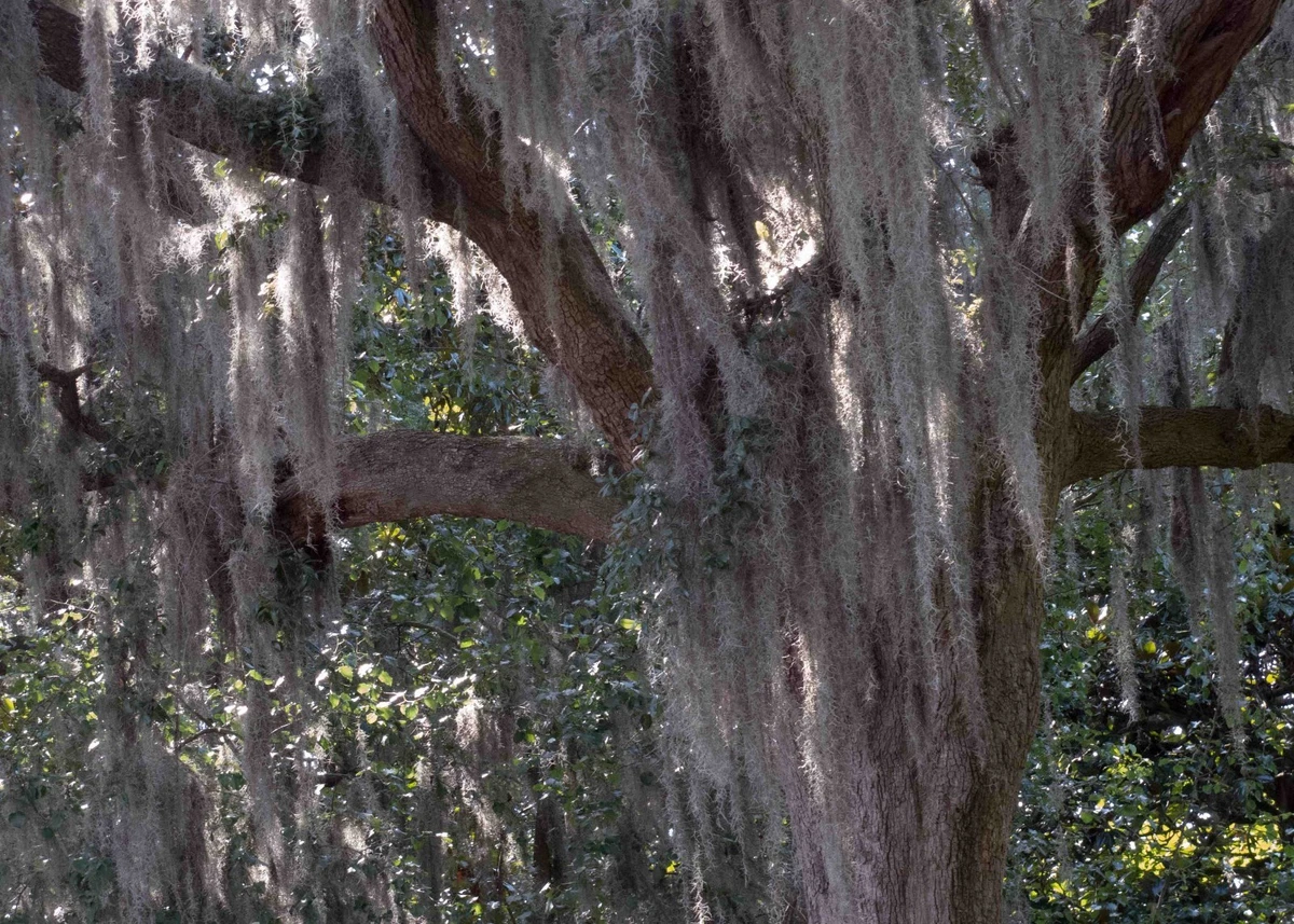 Spanish Moss Air Plant Care: 3 Tips to Growing Inside