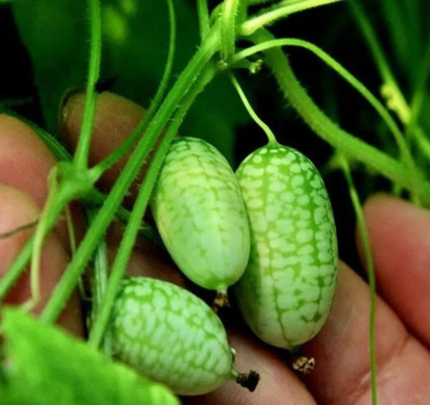  Cucamelon 20 Seeds - Mouse Melon, Melothria Scabra