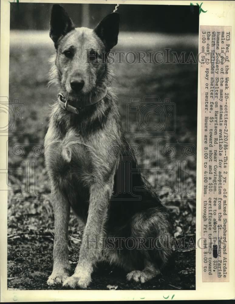1986 Press Photo Mixed dog for adoption from Tammany Parish - Main Image