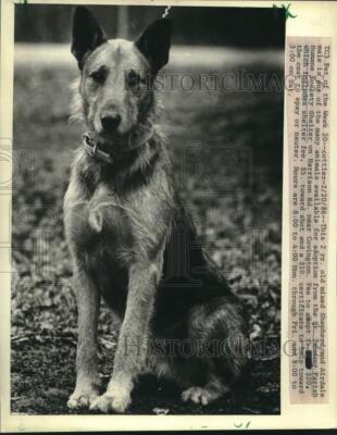 1986 Press Photo Mixed dog for adoption from Tammany Parish