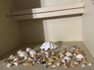 Huge Sea Shells Bundle