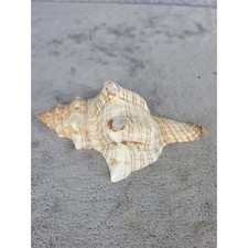 Natural Seashell Conch Marine Ocean Beach Display Decor Cut In Half 6"