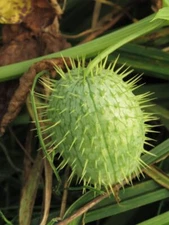 Wild Cucumber Seeds for Planting (30 Seeds) - Echinocystis lobata