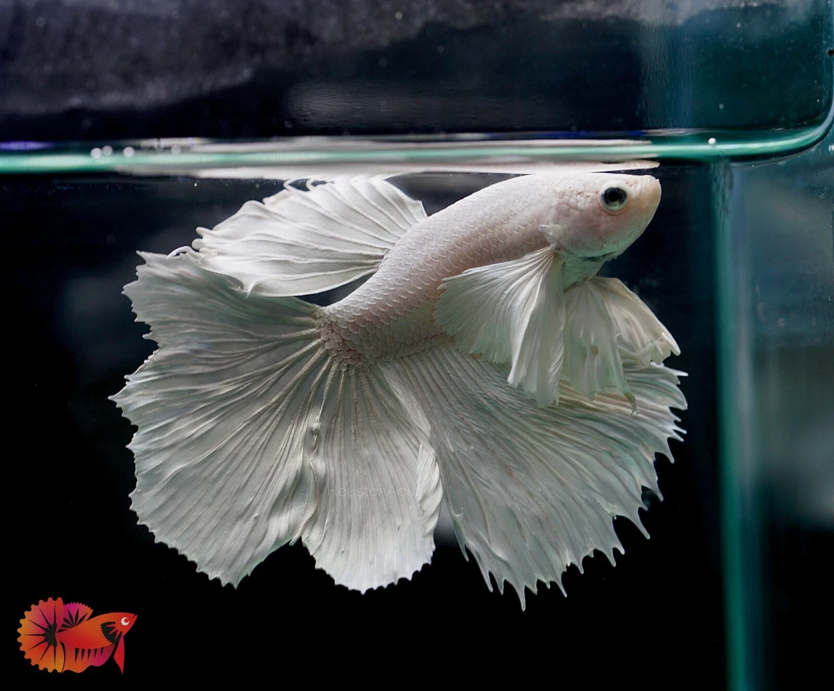 Dumbo Pearl White Fancy Halfmoon Live Male Betta Fish - High Quality Grade  A+++