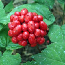 10 LB's American Ginseng Seed Grow your own Wild Ginseng. Wild Ginseng Seed