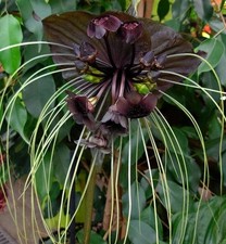FLOR MURCIELAGO NEGRA tacca chantrieri 20 semillas -  seeds