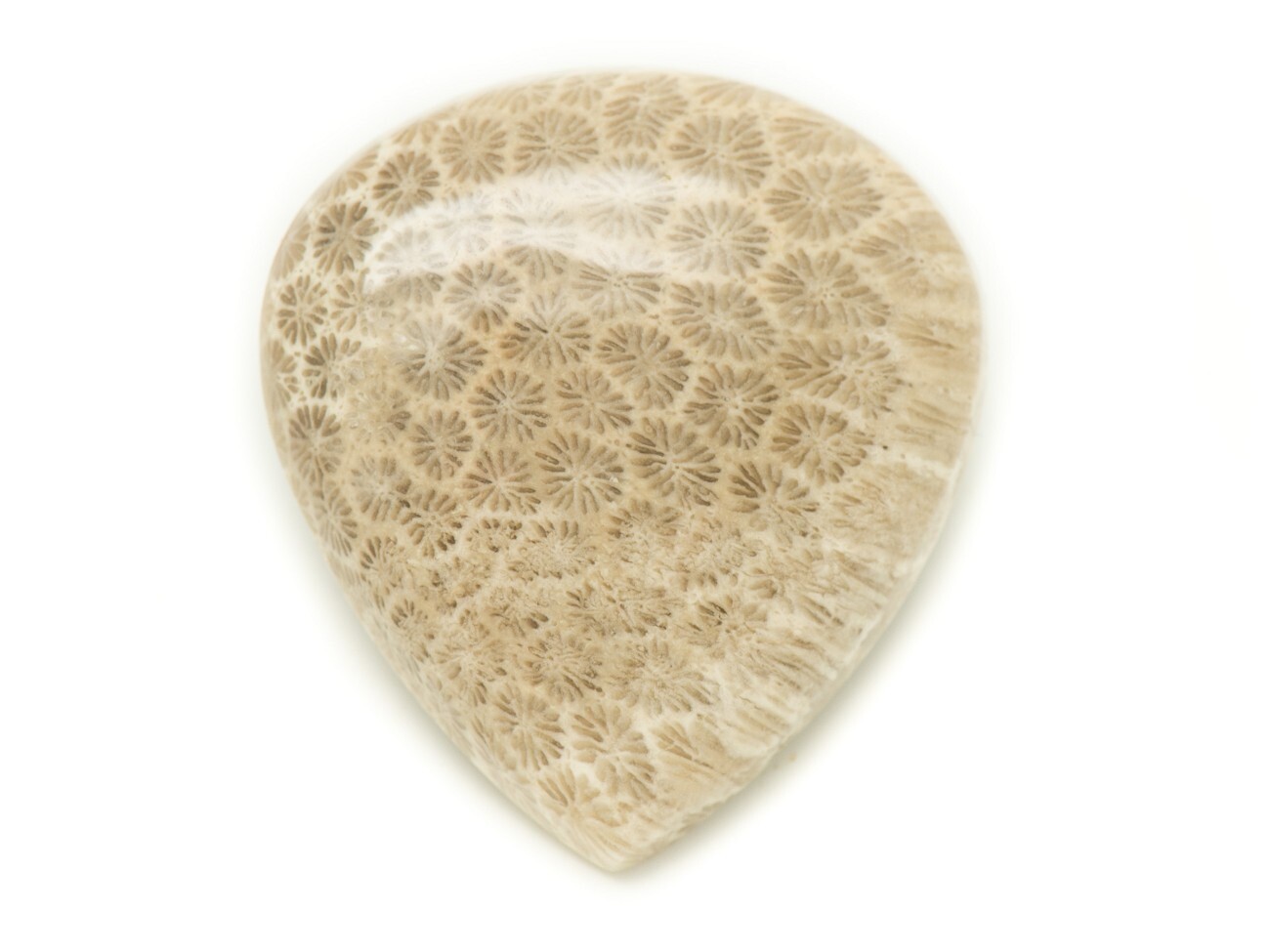 Cabochon corail fossile 33x30mm : finissez-en avec les bijoux en plastique ternes