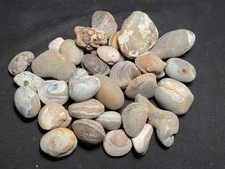 ~RW~ INTERESTING "FOSSIL FINDINGS" ~~ THREE POUNDS