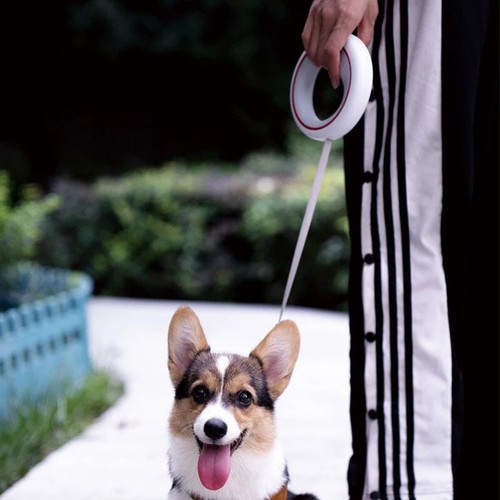 Retractable Dog Leash Training Walking Durable Ropes Small Medium Dogs Cats Free - Picture 2 of 14