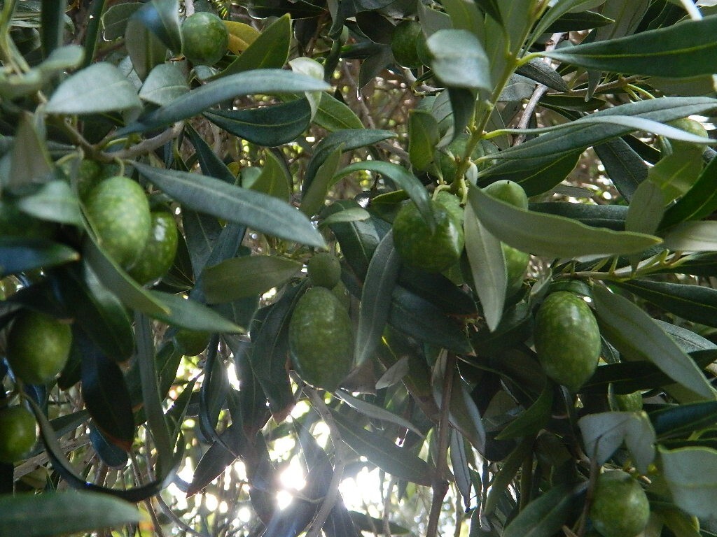 ORGANIC KALAMATA OLIVE UNROOTED CUTTING FROM 35+ YR OLD TREE