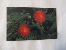 POSTAL DE COLECCIÓN, CALLIANDRA HAEMATOCEPHA EL DEPARTAMENTO DE SERVICIO URBANO HONG KONG