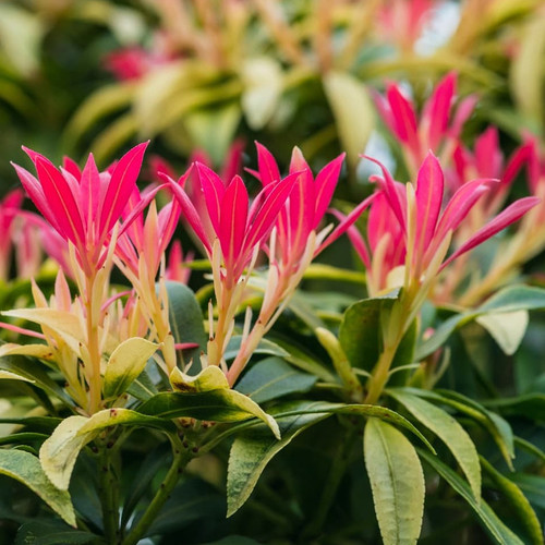 Pieris japonica Forest Flame Evergreen Flowering Garden Shrubs Potted Plants - Picture 2 of 30