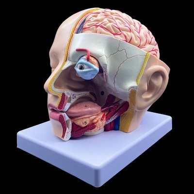 XINDAM Human Head Anatomical Model 4-Part Life-Size Head Brain Cross Section ...