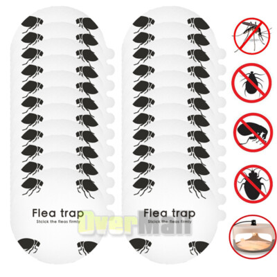 Photo inspiration: Fresh Look at Sticky Bug Flea Bed Bug Trap Sticker Odorless Non Poisonous