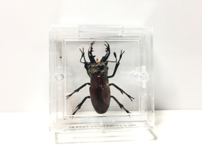 TAKARA Beetle Of The World 1 Miyama Stag Beetle Insect Male Figure